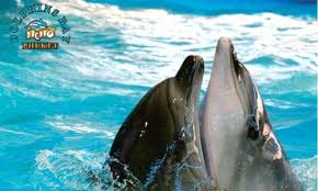 Krabi to Phuket Transfer with Dolphin Show